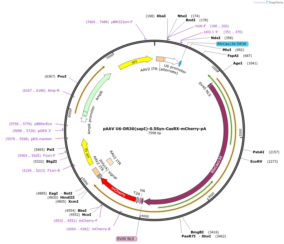 192489-plasmid-map-sequence-id-380376
