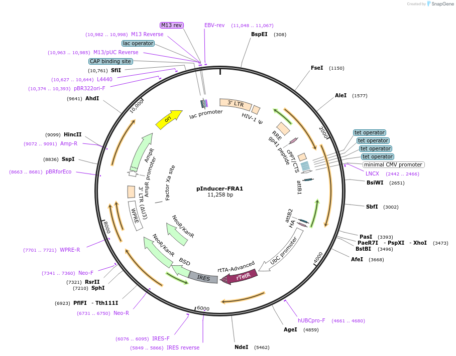 192267-plasmid-map-sequence-id-380379