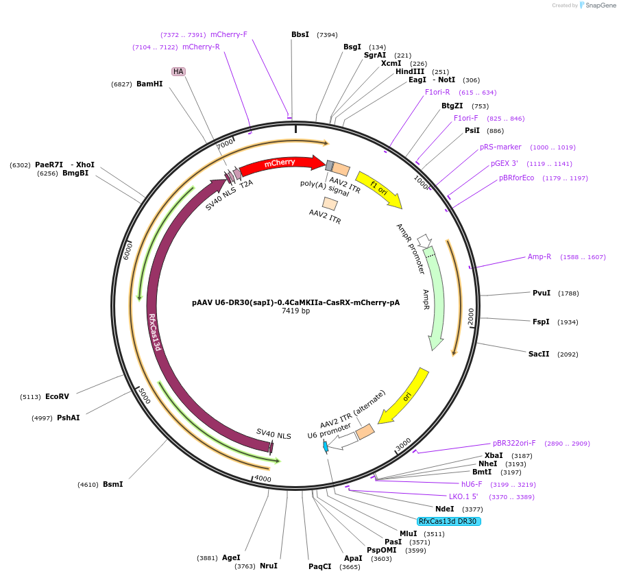 192490-plasmid-map-sequence-id-380380