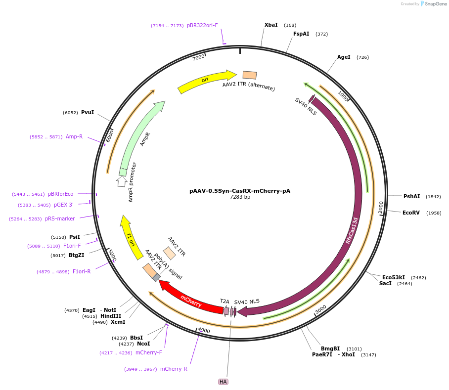 192491-plasmid-map-sequence-id-380381