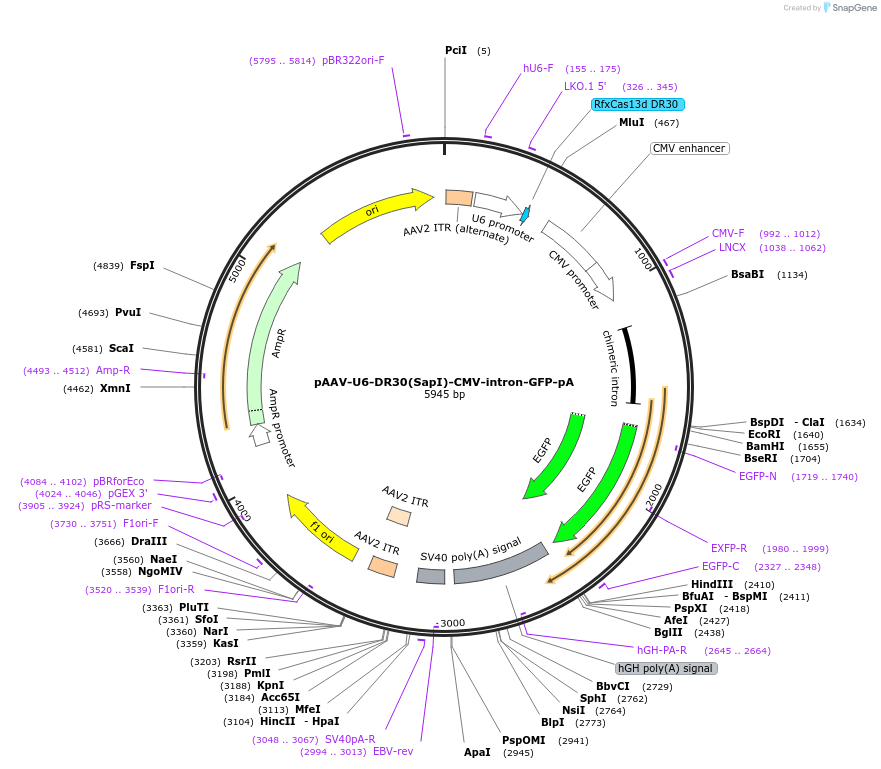 192493-plasmid-map-sequence-id-380382