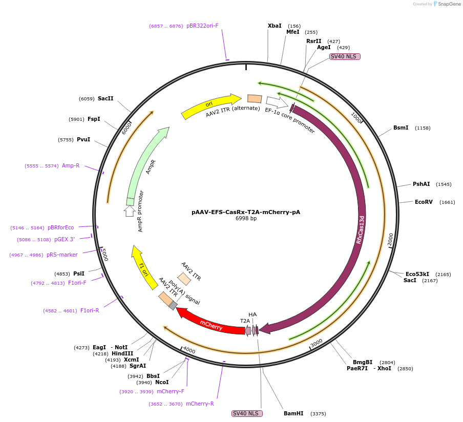 192494-plasmid-map-sequence-id-380383