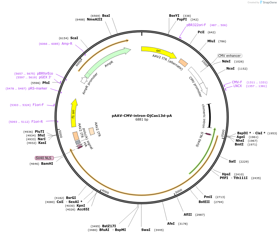 192495-plasmid-map-sequence-id-380384