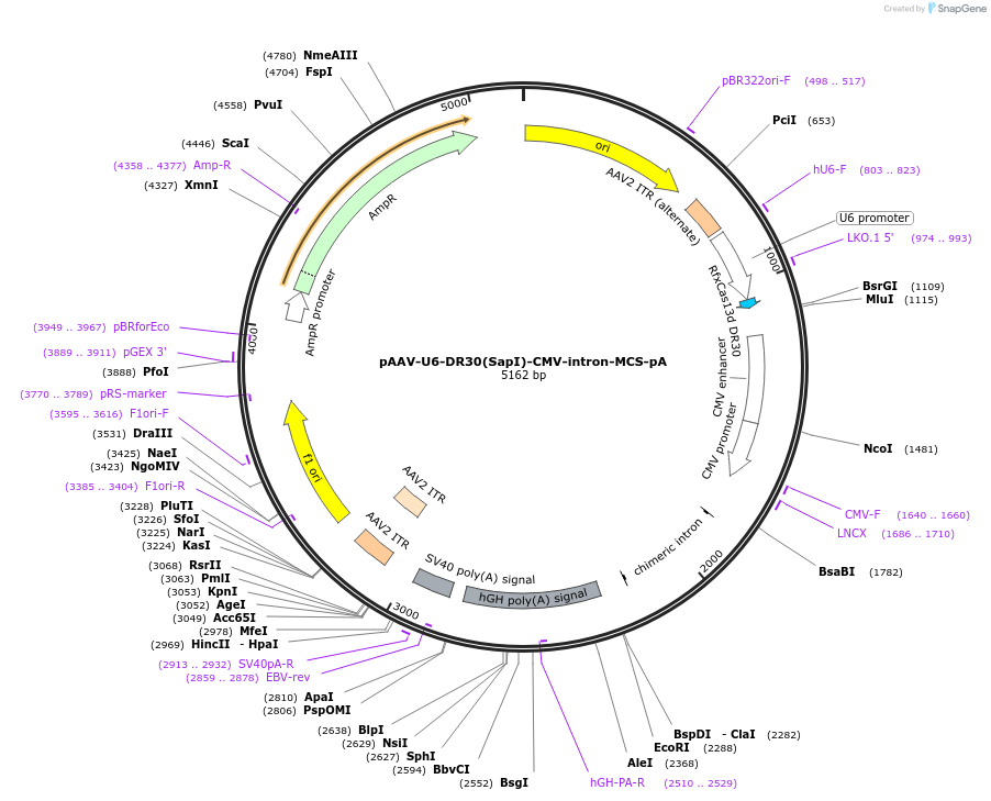 192496-plasmid-map-sequence-id-380385
