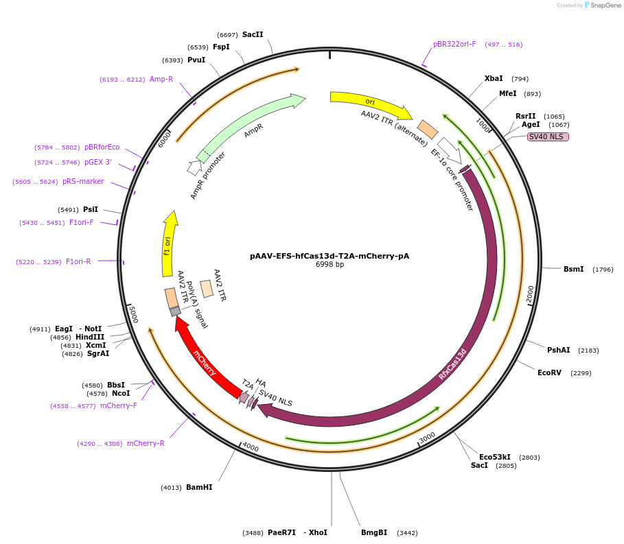 192497-plasmid-map-sequence-id-380386