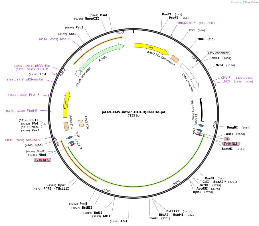 192498-plasmid-map-sequence-id-380387