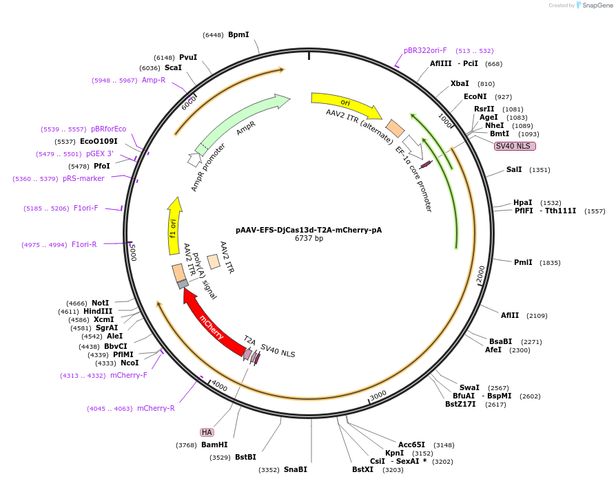 192499-plasmid-map-sequence-id-380388
