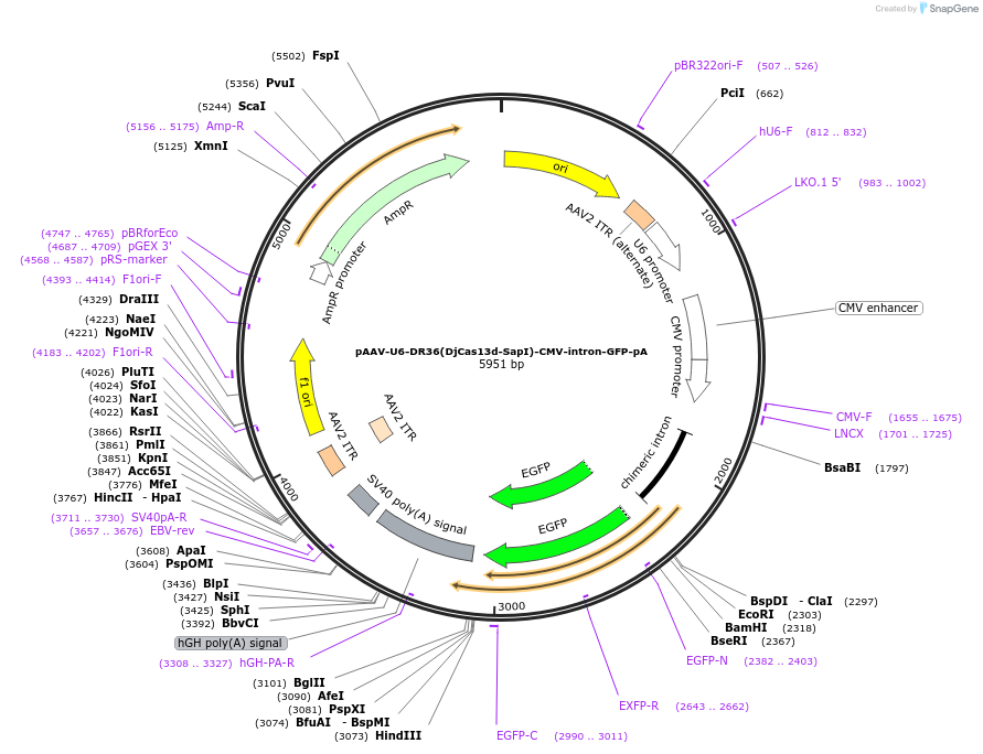192500-plasmid-map-sequence-id-380389