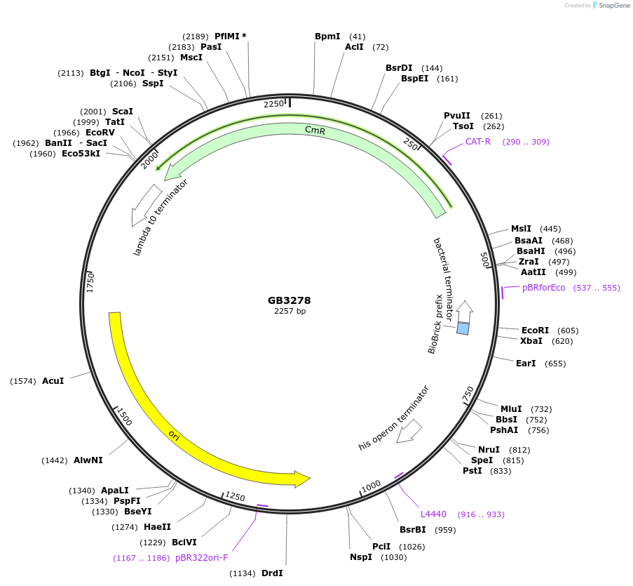 193132-plasmid-map-sequence-id-380390