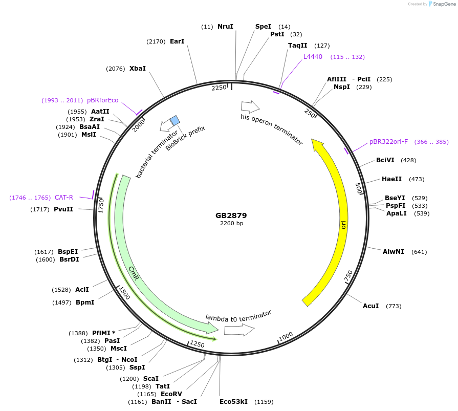 193116-plasmid-map-sequence-id-380391