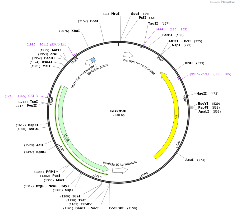 193133-plasmid-map-sequence-id-380393