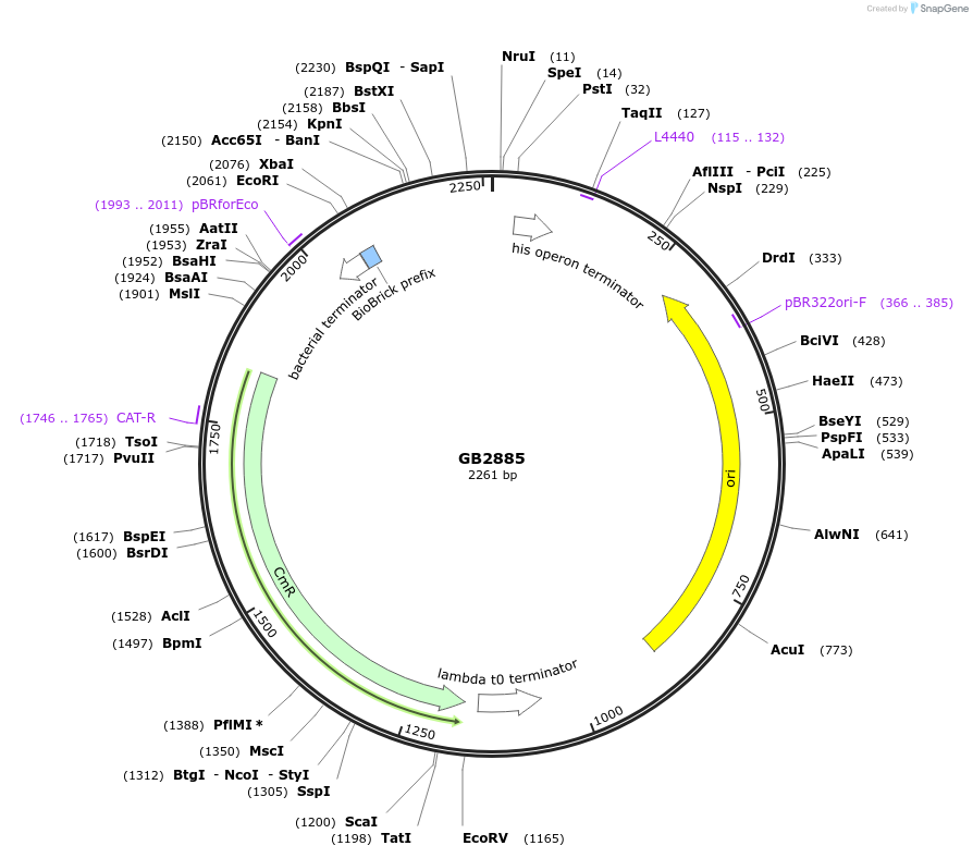 193123-plasmid-map-sequence-id-380395