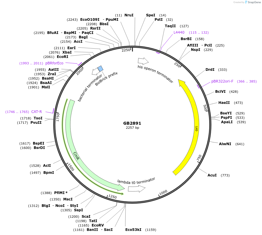 193128-plasmid-map-sequence-id-380396