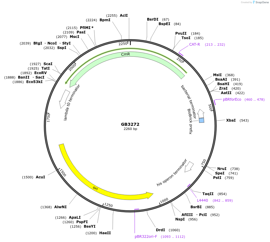 193134-plasmid-map-sequence-id-380397