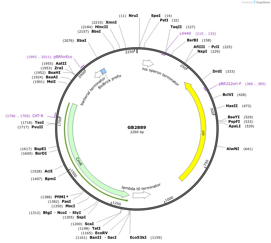 193127-plasmid-map-sequence-id-380398