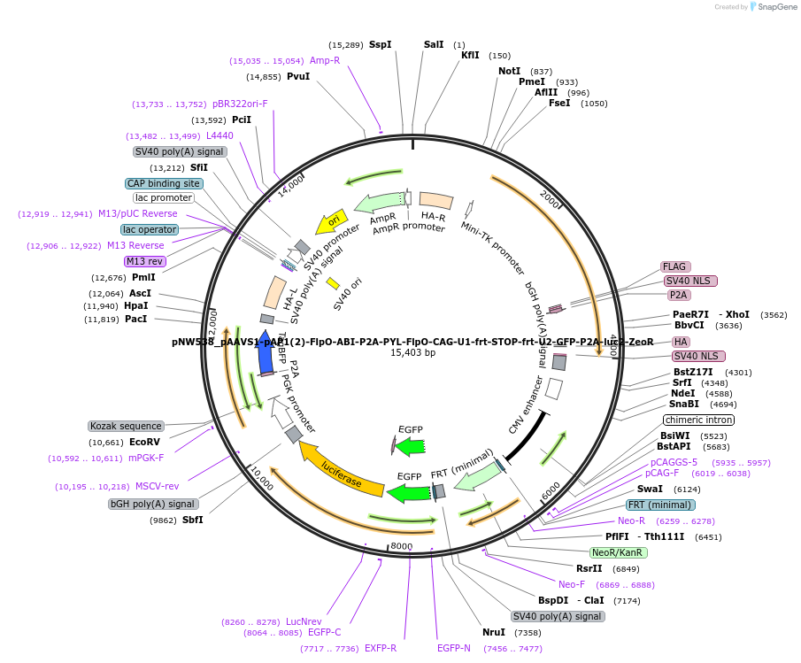 192939-plasmid-map-sequence-id-380399