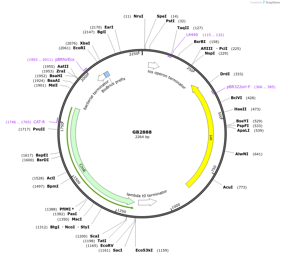 193126-plasmid-map-sequence-id-380402