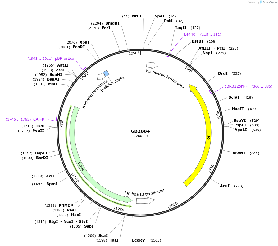 193122-plasmid-map-sequence-id-380405