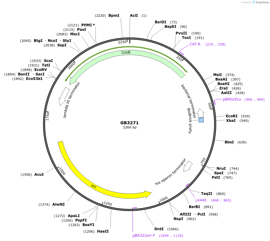 193121-plasmid-map-sequence-id-380409