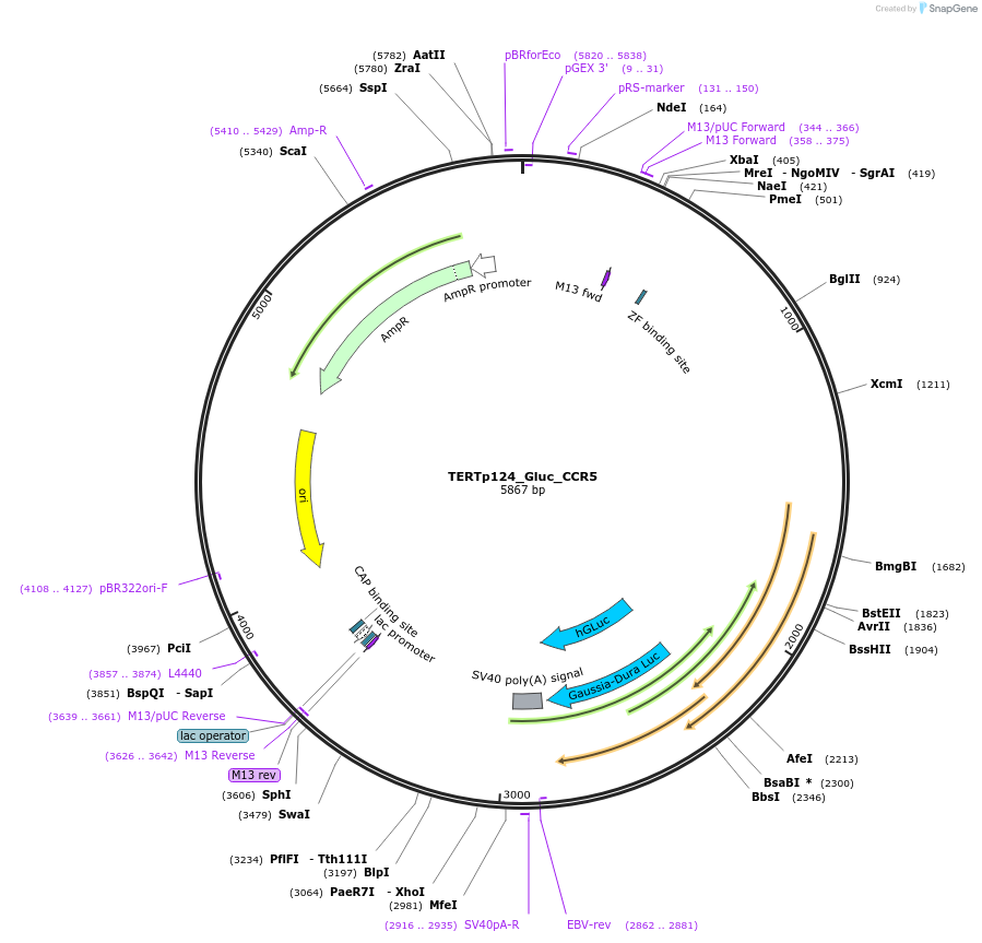 192271-plasmid-map-sequence-id-380413