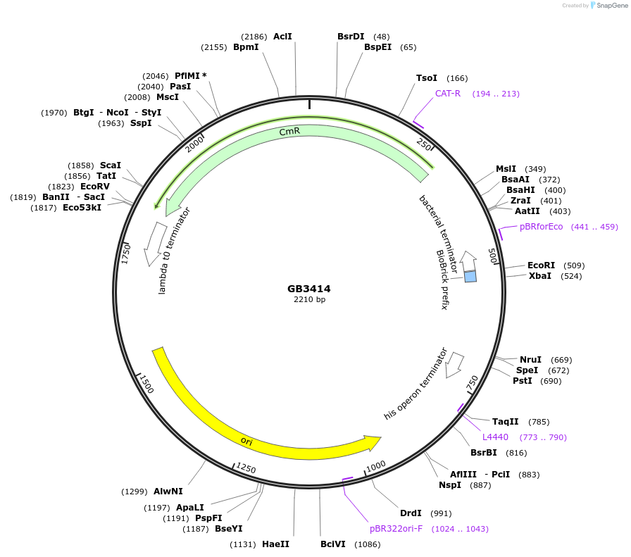 193111-plasmid-map-sequence-id-380417