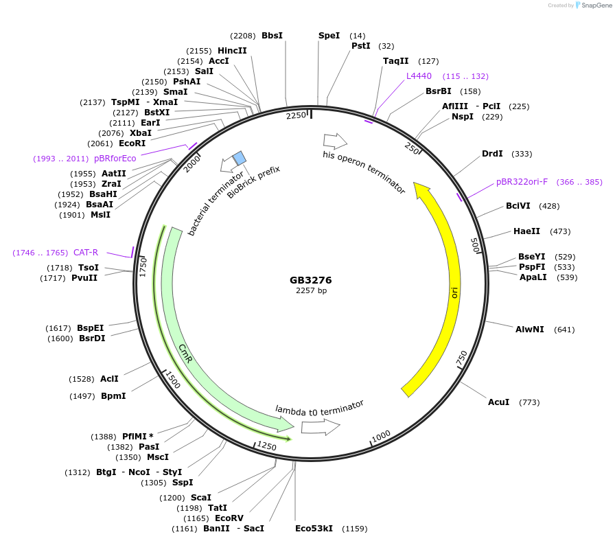 193130-plasmid-map-sequence-id-380420