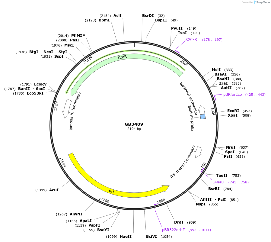 193106-plasmid-map-sequence-id-380421
