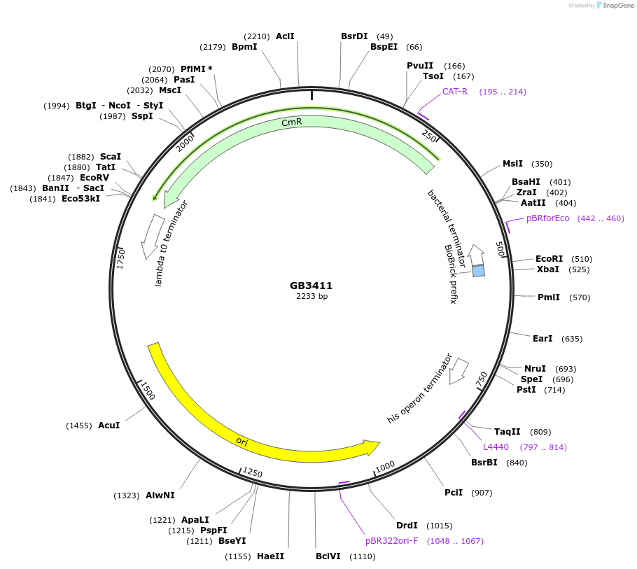 193108-plasmid-map-sequence-id-380422