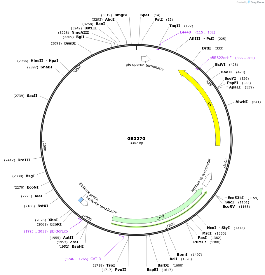193114-plasmid-map-sequence-id-380423
