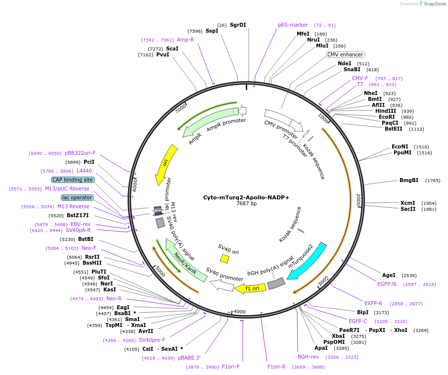 193301-plasmid-map-sequence-id-380425