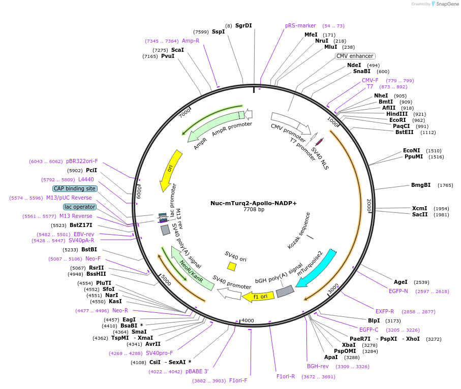 193302-plasmid-map-sequence-id-380426