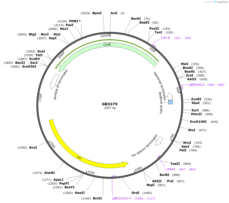 193129-plasmid-map-sequence-id-380440