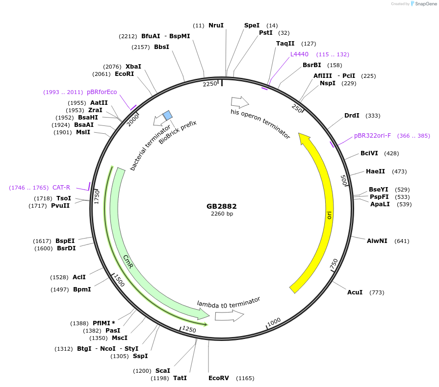 193119-plasmid-map-sequence-id-380441