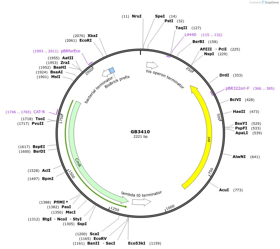 193107-plasmid-map-sequence-id-380442