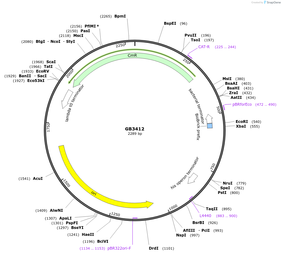 193109-plasmid-map-sequence-id-380443