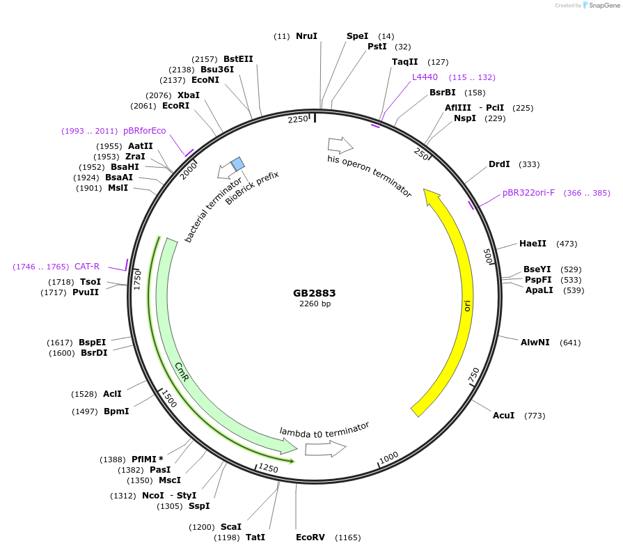 193120-plasmid-map-sequence-id-380444