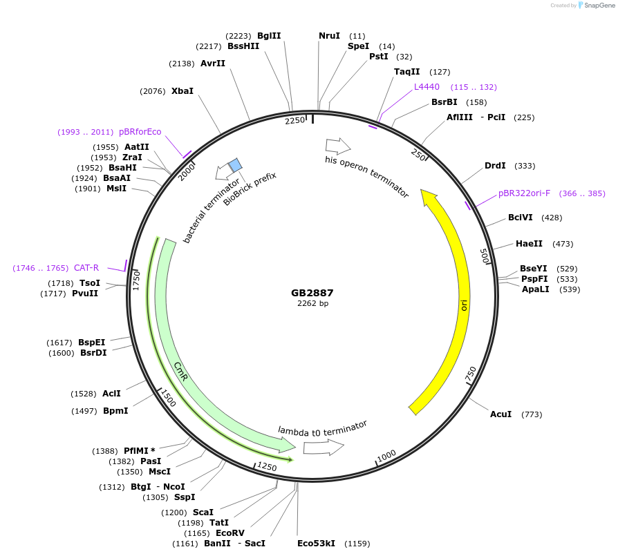 193125-plasmid-map-sequence-id-380445