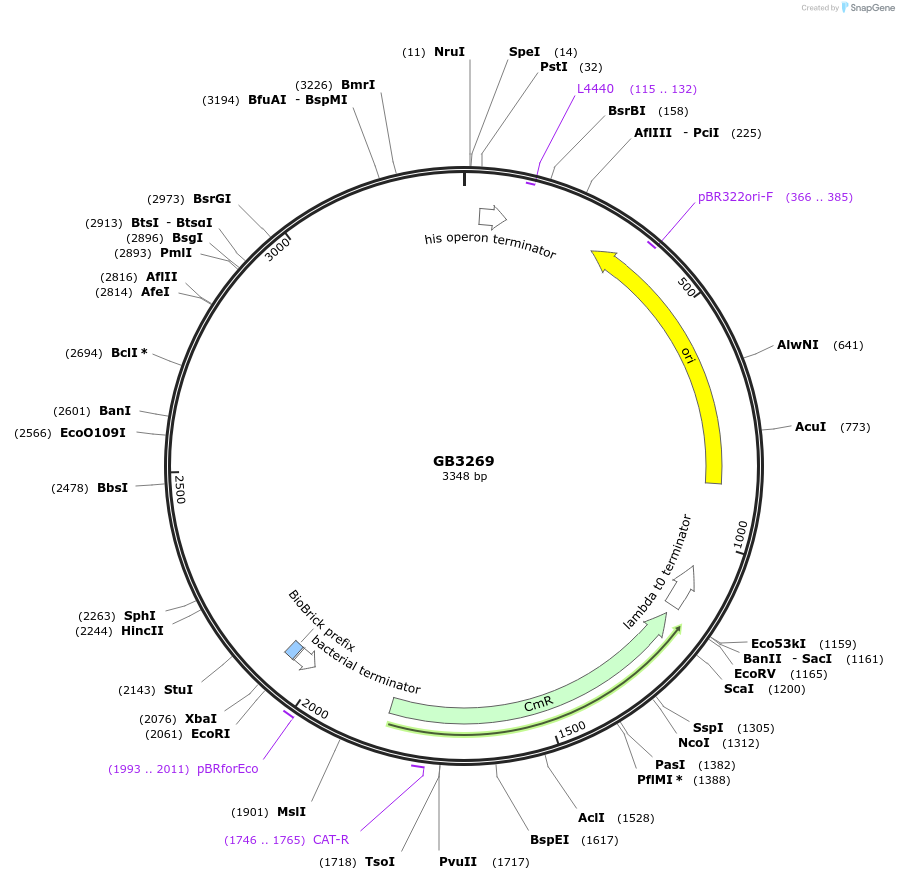 193113-plasmid-map-sequence-id-380448