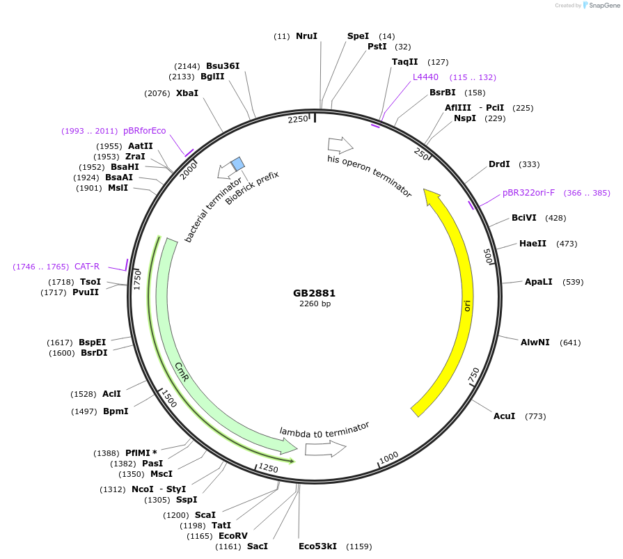 193118-plasmid-map-sequence-id-380449