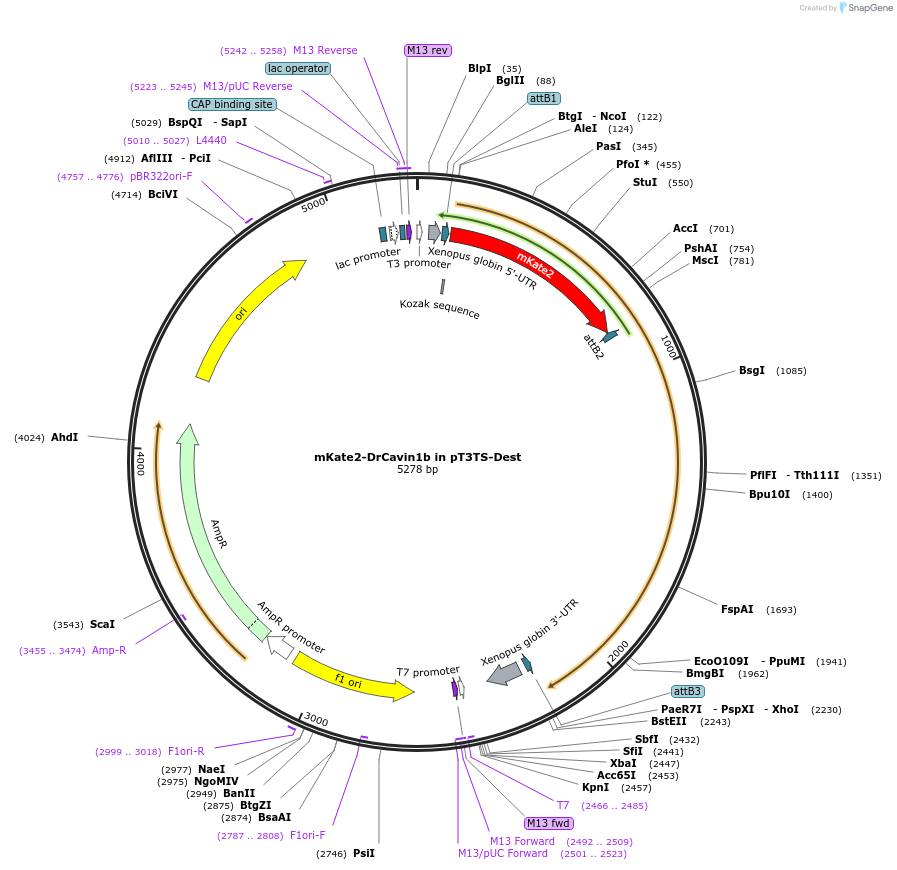 194295-plasmid-map-sequence-id-380451