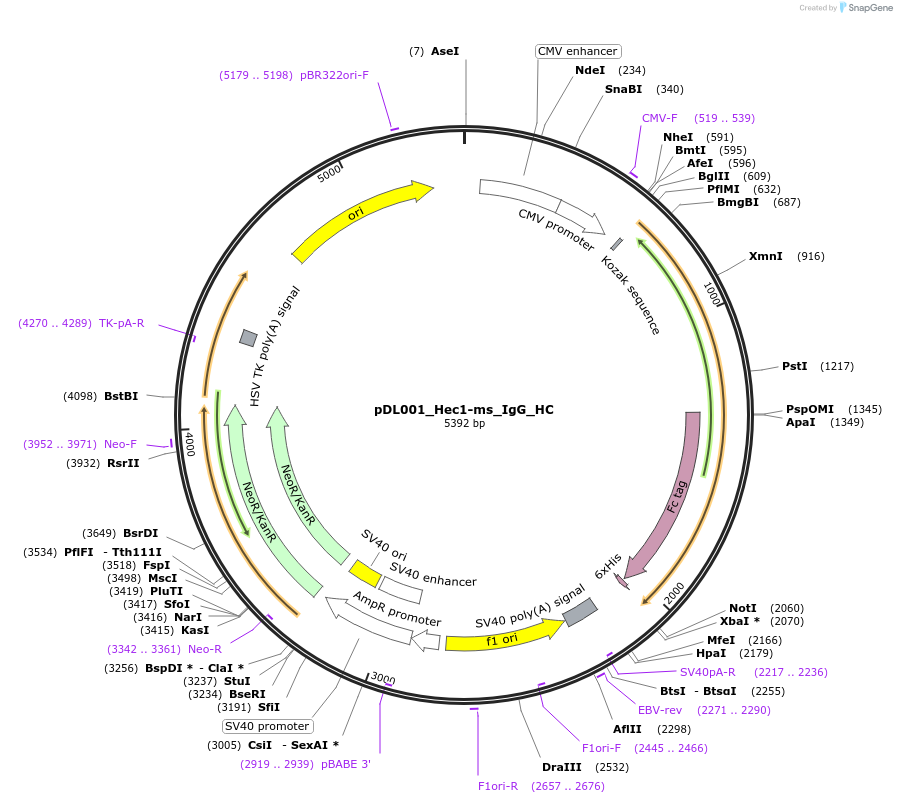 193618-plasmid-map-sequence-id-380463