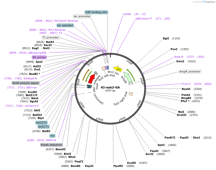 182160-plasmid-map-sequence-id-380465