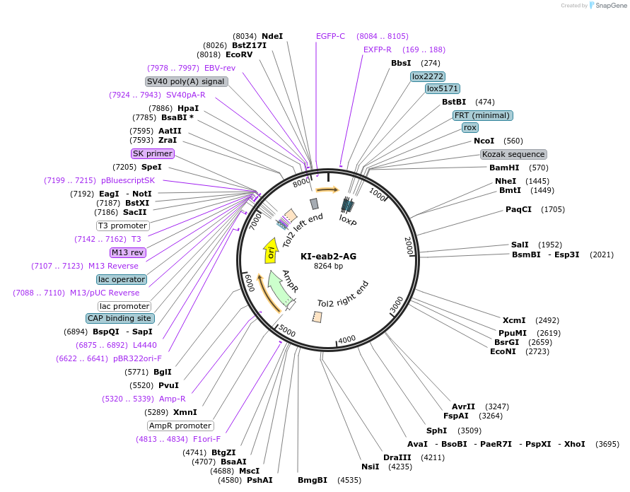 182159-plasmid-map-sequence-id-380468