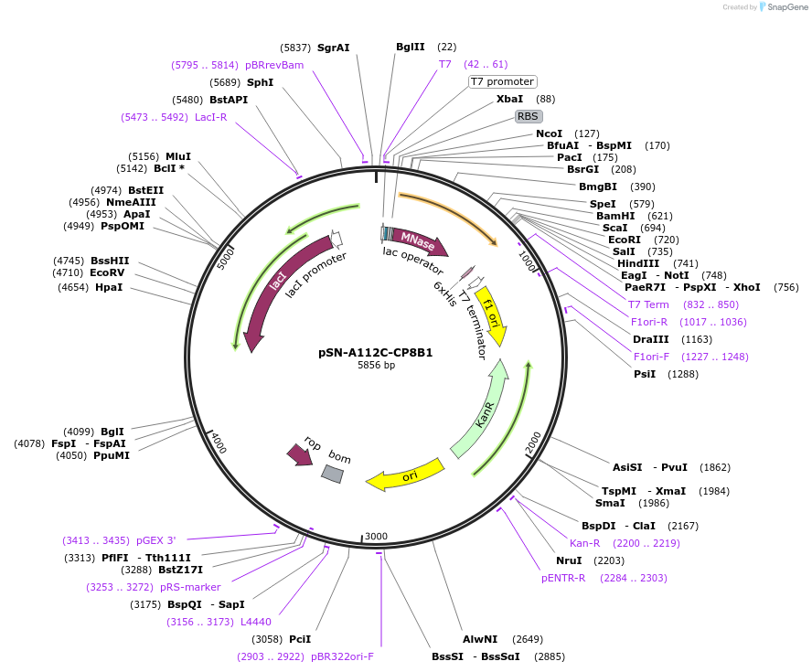191240-plasmid-map-sequence-id-380472