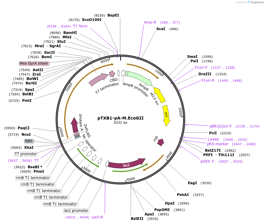 192873-plasmid-map-sequence-id-380474