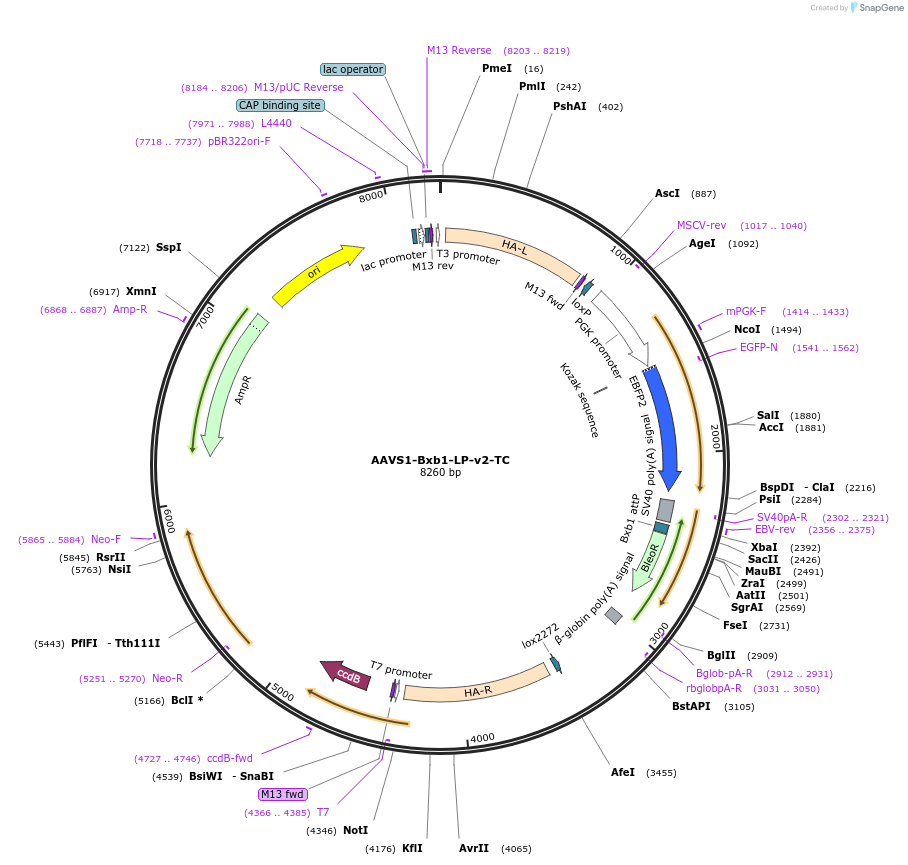 194326-plasmid-map-sequence-id-380485