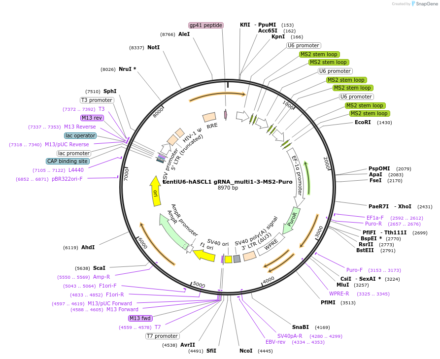 192682-plasmid-map-sequence-id-380510