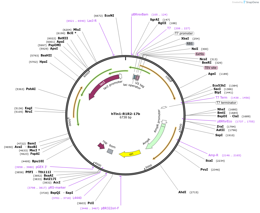 191427-plasmid-map-sequence-id-380511