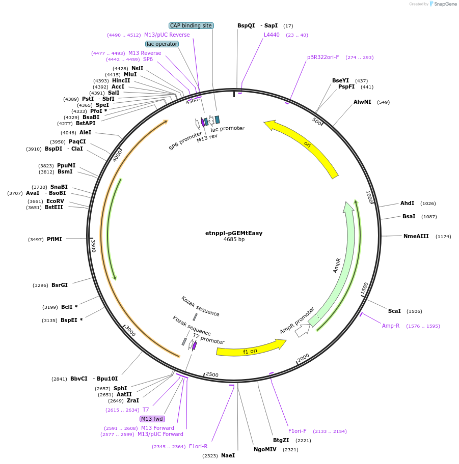 192263-plasmid-map-sequence-id-380514