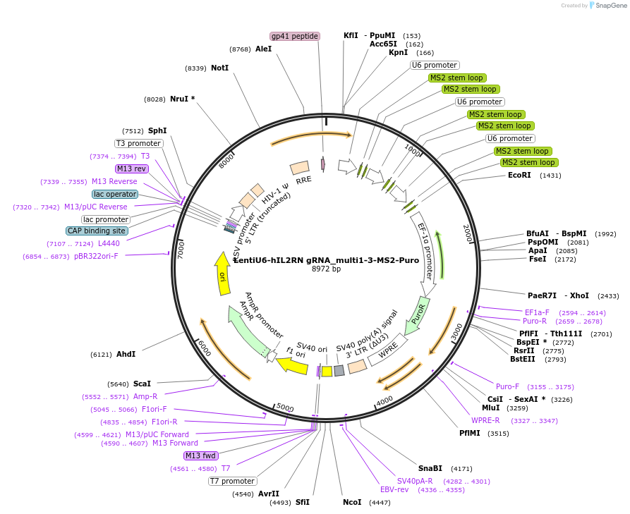 192684-plasmid-map-sequence-id-380515